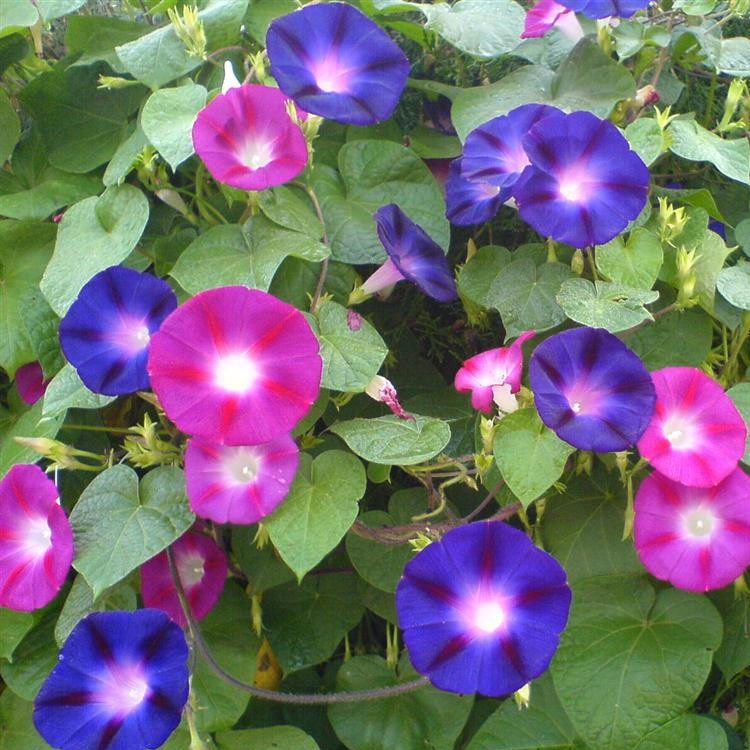 牵牛花种子喇叭花室外爬藤爬墙花卉混色开花盆栽播种种籽