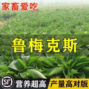 鲁梅克斯种子 多年生四季常青南北方牧草籽猪牛羊鸡鸭鹅