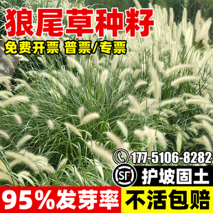 观赏狼尾草种子狗尾草种子稗草种子耐热耐旱多年生长边坡绿化草籽