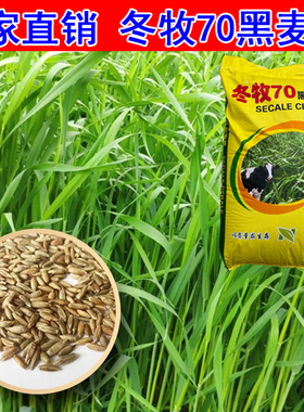 四季牧草种子冬牧70黑麦草种子耐寒四倍体牛羊鱼兔鸡鸭鹅草种籽
