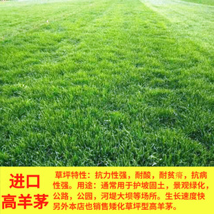 蓝标高羊茅草坪草籽四季常青耐寒工程庭院绿化护坡草籽