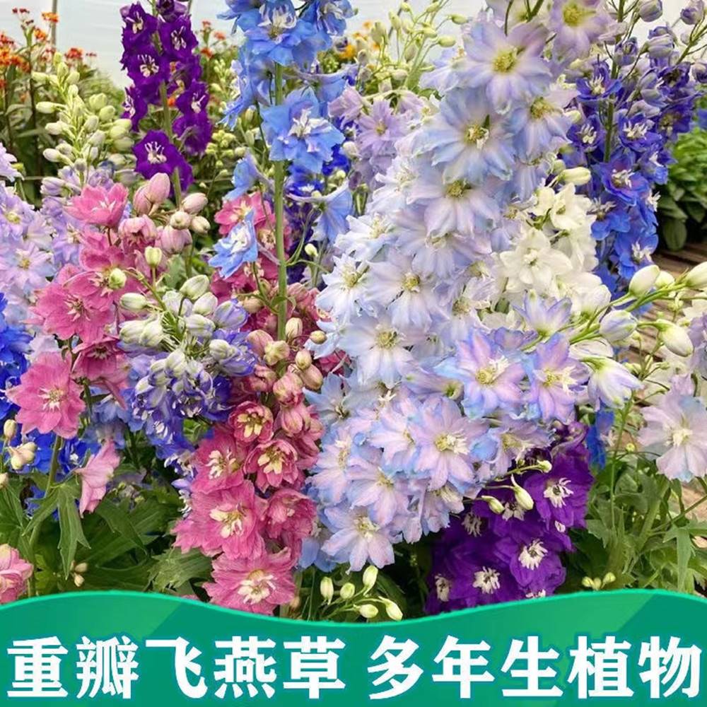 大花飞燕草四季播种花种子耐寒庭院花园地栽室外植物花卉花草种籽