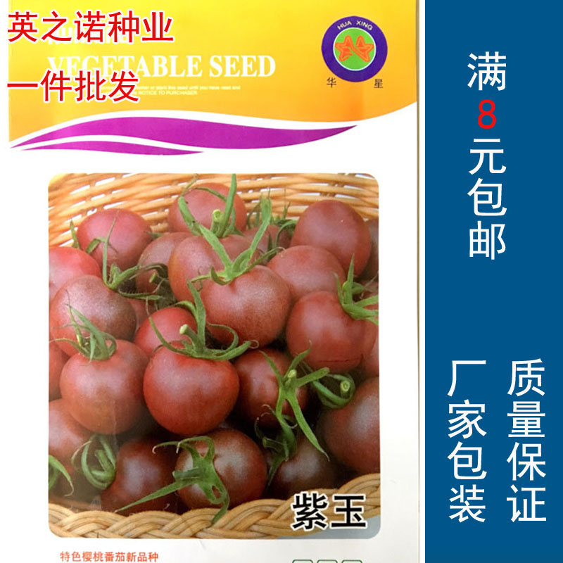 紫玉番茄种子紫色圣女果小西红柿种子中早熟 抗病沙甜水果小番茄