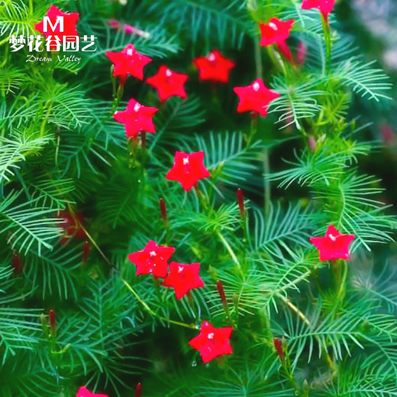 羽叶茑萝花种籽子春季播种室外庭院攀爬藤蔓爬藤植物种子五角星花 鲜花速递/花卉仿真/绿植园艺 绿植 原图主图