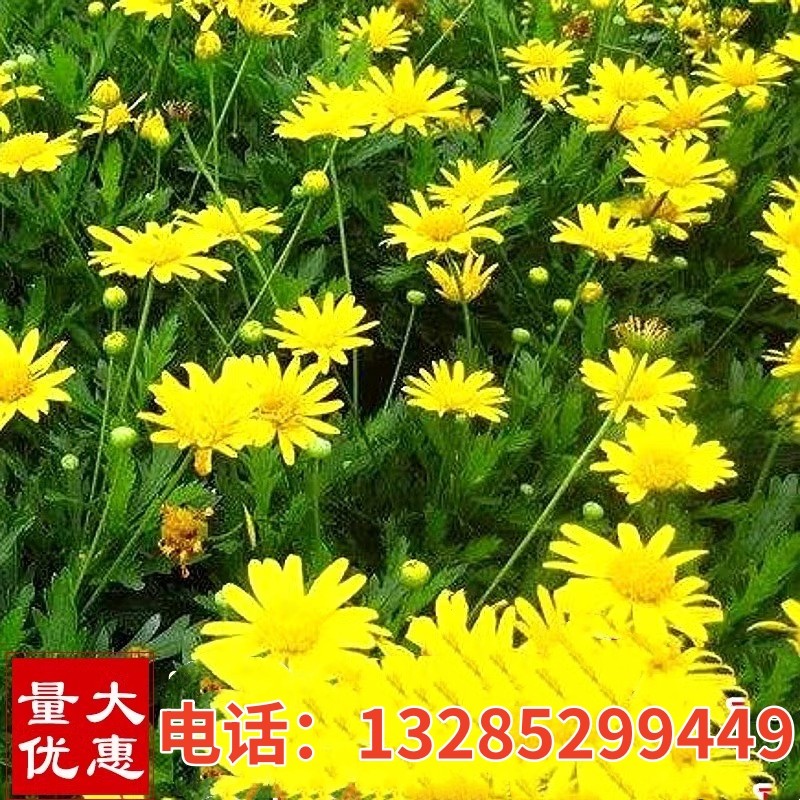 茼蒿菊花种子多年生木春菊花籽宿根花卉阳台庭院室外复瓣玛格丽特