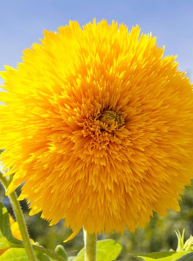 玩具熊向日葵种子/种籽 矮生观赏盆栽庭院种植的切花鲜花种孑