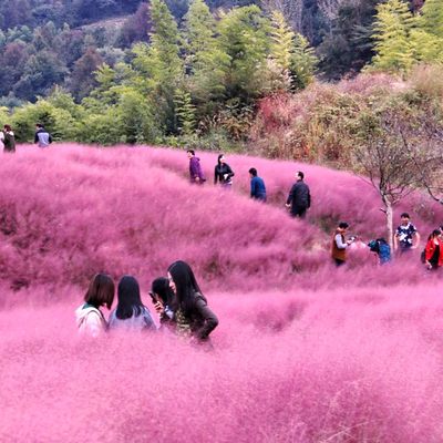 粉黛乱子草种子四季易种活花籽耐寒耐旱道路庭院景观室外花卉植物