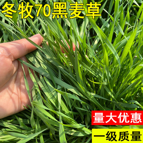 高产冬牧70黑麦草种籽四季常青多年生牧草耐寒草籽养殖禽畜草种子