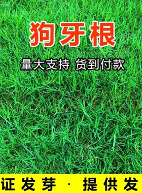 狗牙根草坪草籽矮脚绿化四季常青固土护坡种子耐寒黑麦草耐热草籽