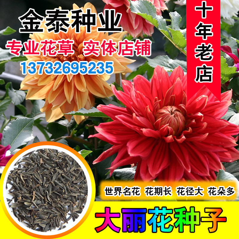 散装地瓜花大丽花种子四季种易活庭院阳台重瓣混色鲜花种子大丽菊
