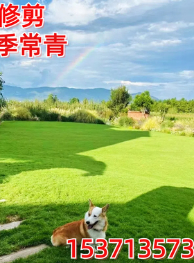 草坪草籽护坡狗牙根马尼拉四季常青庭院地毯草皮绿化黑麦草种子孑