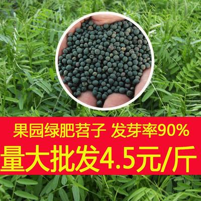 毛叶苕子种子果园绿肥种子光叶紫花苕箭长柔毛野豌豆蜜源牧草籽