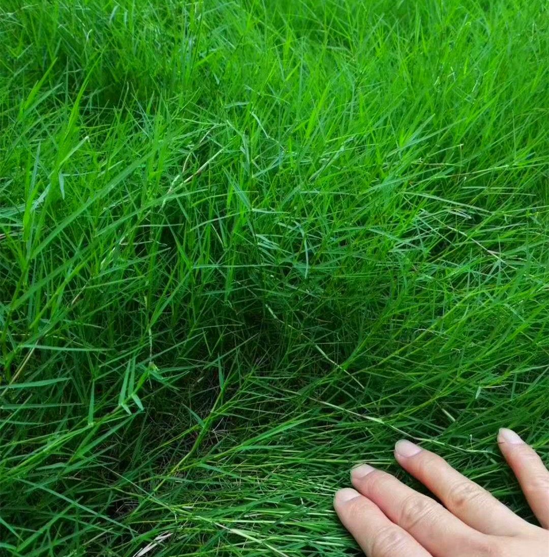 进口狗牙根草坪种子 巴根草种籽 四季常青护坡固土草籽耐旱耐践踏