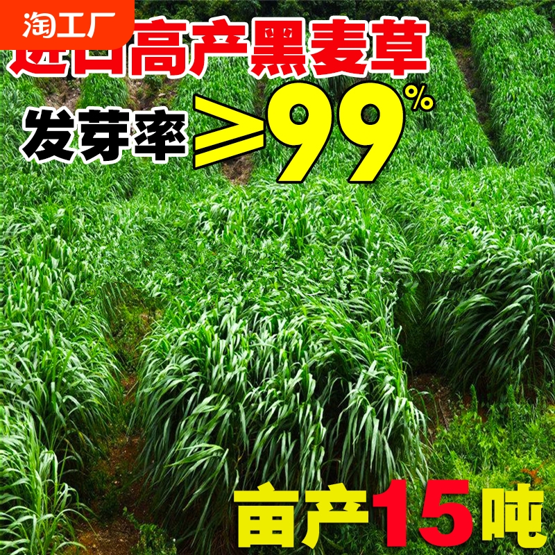 黑麦草种籽四季冬季多年生牧草种子畜牧喂鸡鸭鹅牛羊鱼草玉米种植