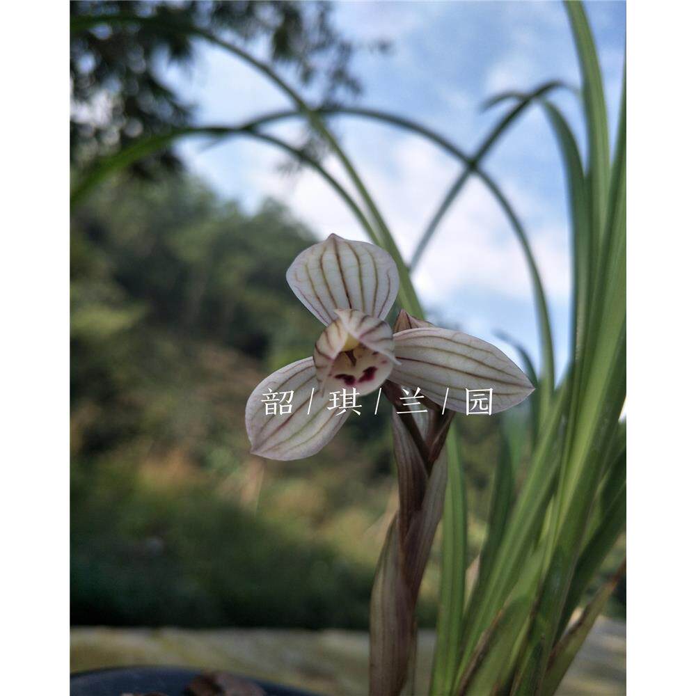 兰花苗莲瓣兰荡山荷正格荷瓣荷之冠原生种超壮正气苗室内绿植花卉