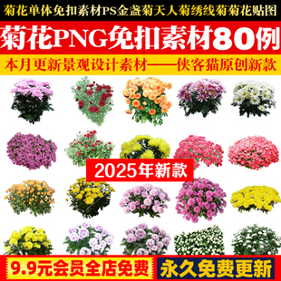 菊花单体免扣素材ps盆菊金光金鸡金盏菊宿根天人菊绣线菊菊花贴图