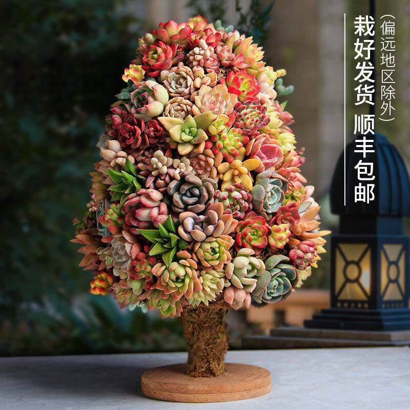 圣诞节多肉植物组合盆栽创意礼物花环肉肉套餐室内圣诞树送女朋友怎么样,好用不?