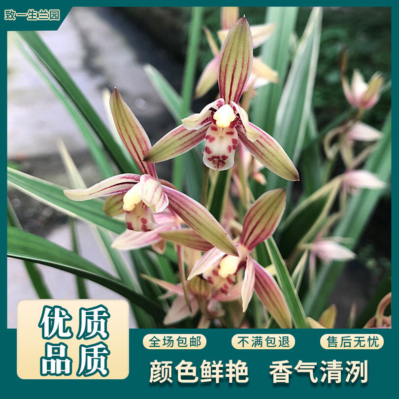 2222致一生兰花苗建兰四季兰金边黄金彩虹夏带花苞客厅花卉iw阳a.