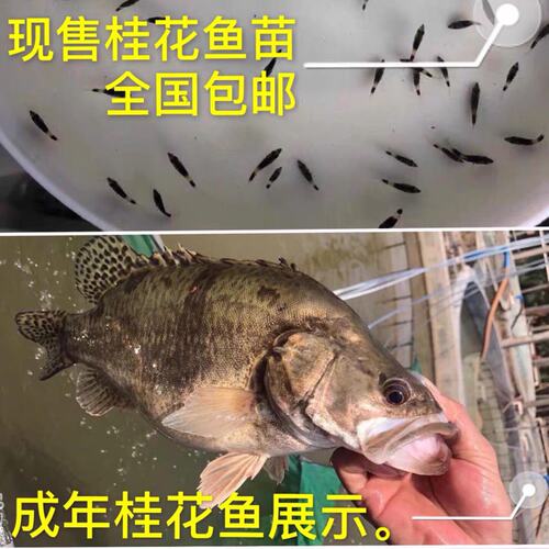 小鳜鱼多少钱 小鳜鱼价格 小麦优选