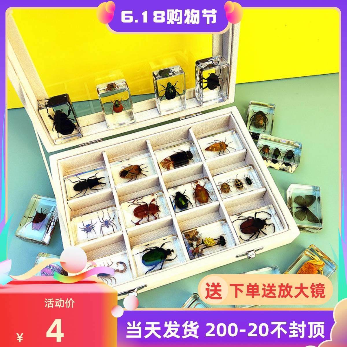 琥珀昆虫标本真虫独角仙树脂动物树脂标本金龟子螃蟹真虫幼儿园