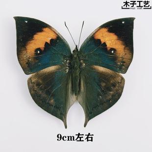 枯叶树叶蛱蝶 真蝴蝶标本未展翅原蝶昆虫幼儿教学摄影道具包邮