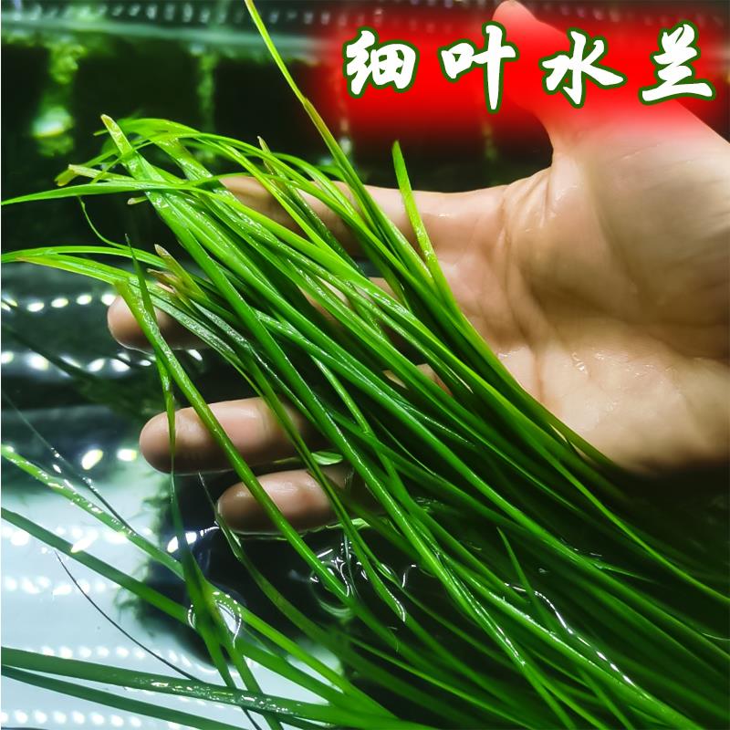 迷你水兰水草苦草椒草原生溪流鱼缸造景套餐懒人阴性水下淡水植物