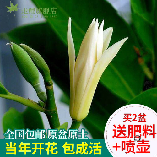 白兰花树素材模板 白兰花树图片下载 小麦优选