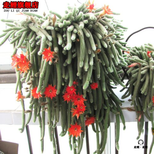 肉多毛毛虫价格 肉多毛毛虫图片 星期三