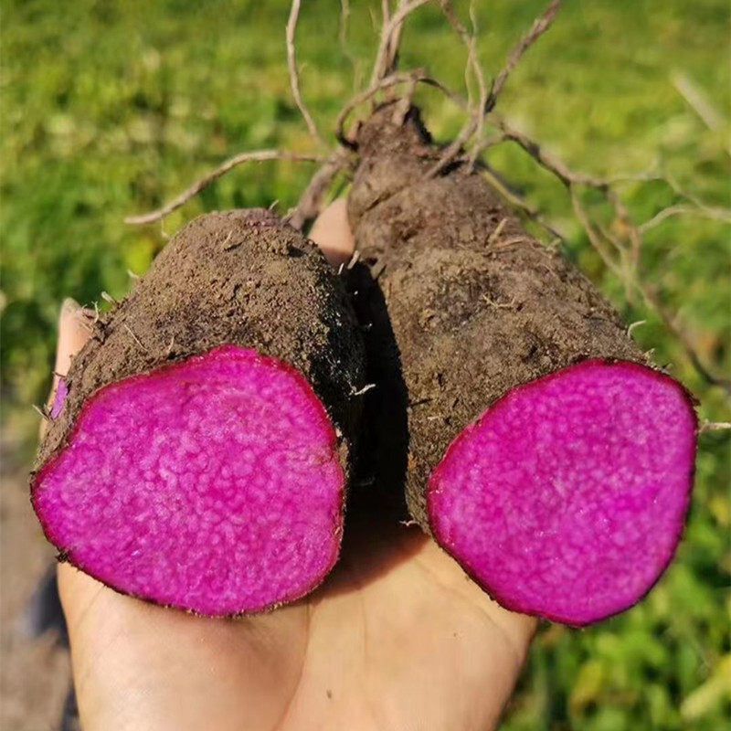 当季蔬菜赣南紫山药农家自种大板薯紫心现挖现发高山毛薯新鲜淮山