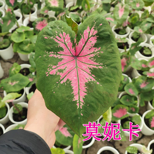 阳台绿植观叶植物 进口苗彩叶芋 品种全