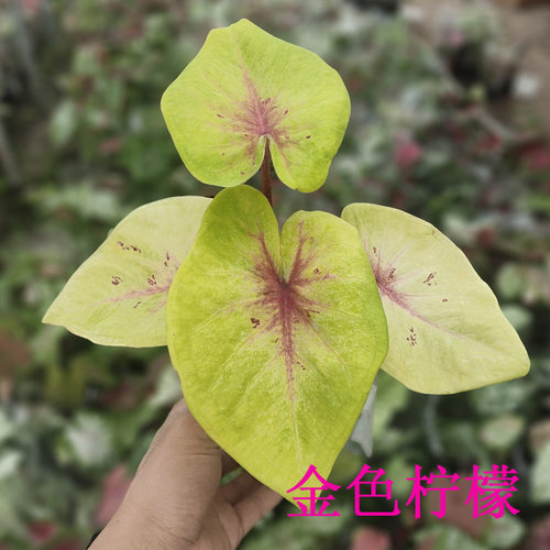 阳台绿植观叶植物 彩叶芋 主图片不是发货实物以收到的实物为准