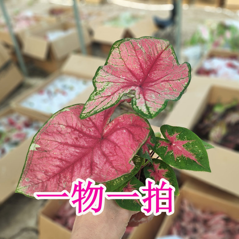 彩叶芋一物一拍专用连接图片