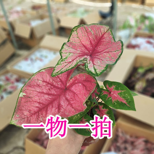 彩叶芋一物一拍专用连接