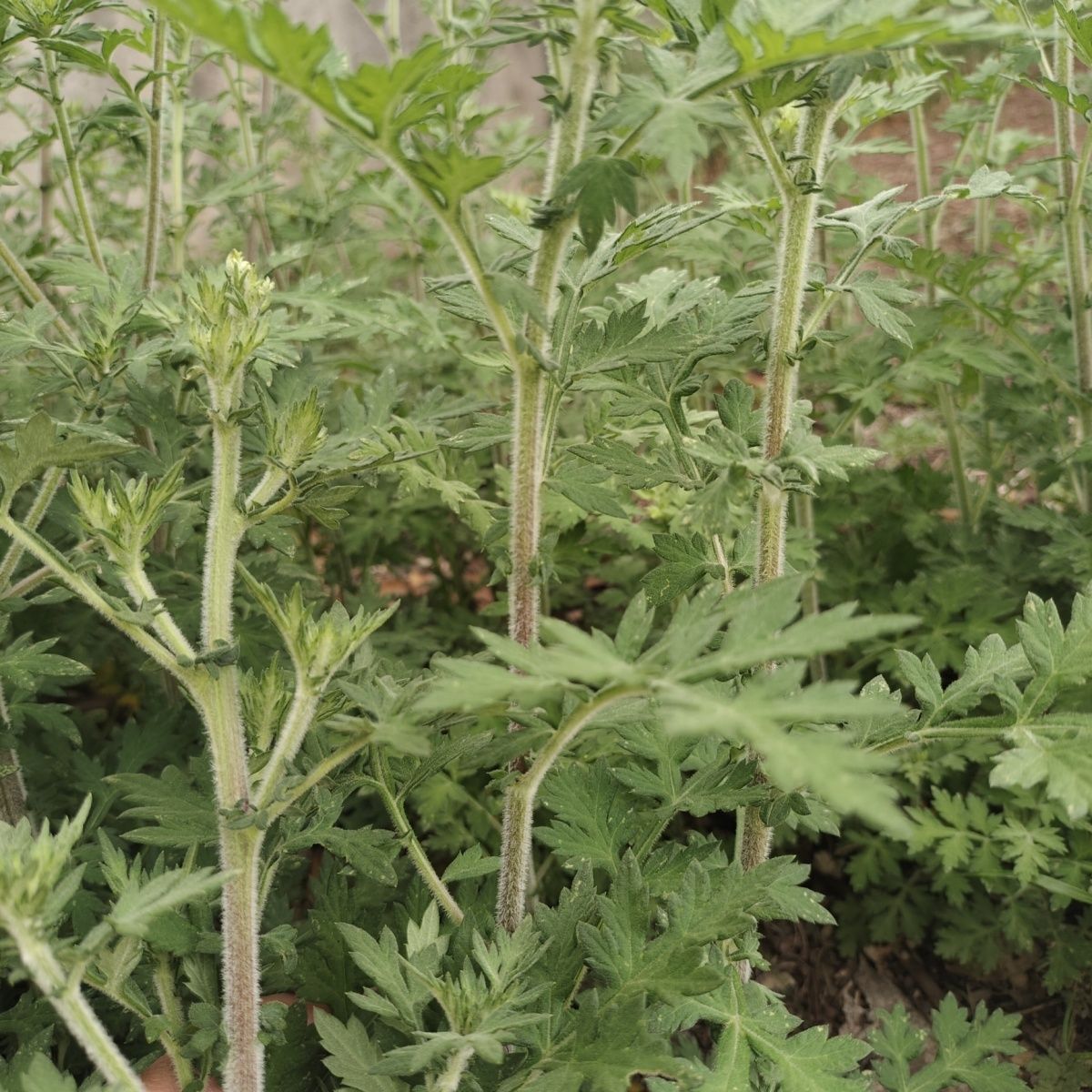 云南新鲜菌陈蒿子根野生蒿子根现采蒿草茵陈青蒿子整棵包邮