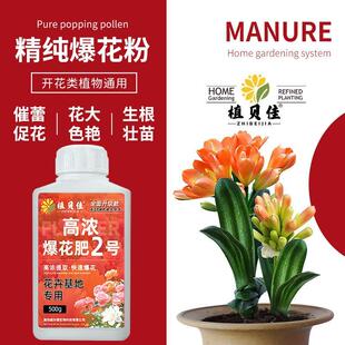 高浓爆花肥快速开花促花延长花期三角梅月季兰花茉莉开花复合肥