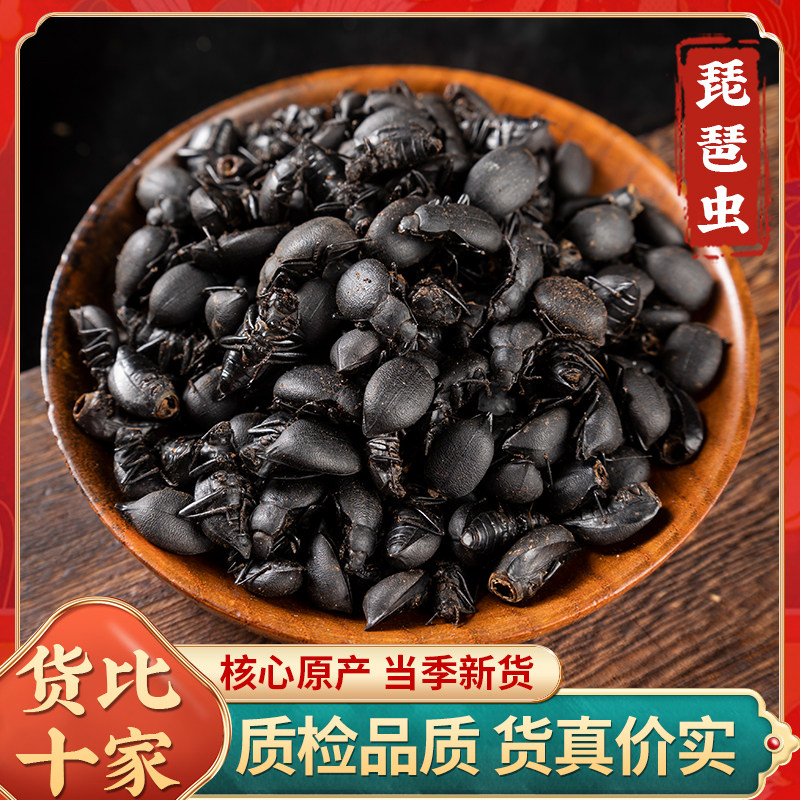 琵琶虫中药材臭屁虫臭虫琵琶甲虫非野生琵琶虫喙尾琵琶甲高脚臭虫