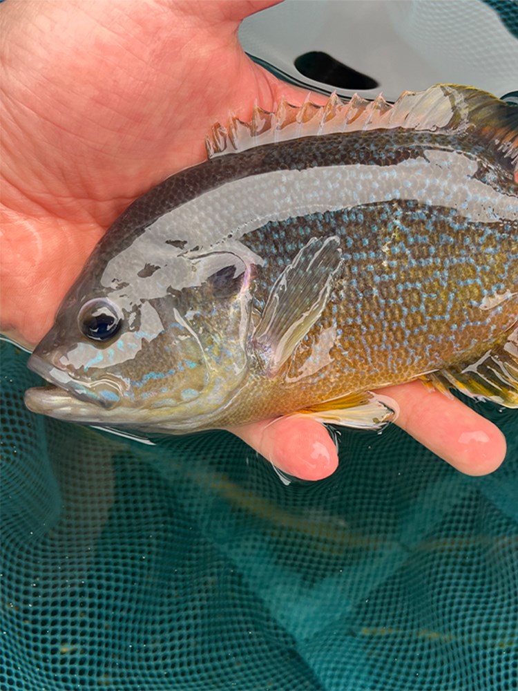 冷水凶猛原生观赏太阳鱼不加温小型鱼苗广温淡水肉食性皮实好养