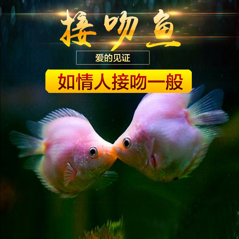 接吻鱼好养鱼苗观赏鱼小型淡水玛丽孔雀鱼热带亲嘴鱼金鱼新手小鱼
