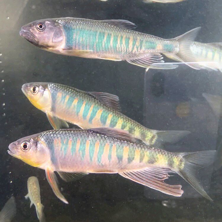 长鳍鱲发色溪石斑马口鱼观赏鱼冷水鱼原生鱼活体淡水鱼好养群游鱼
