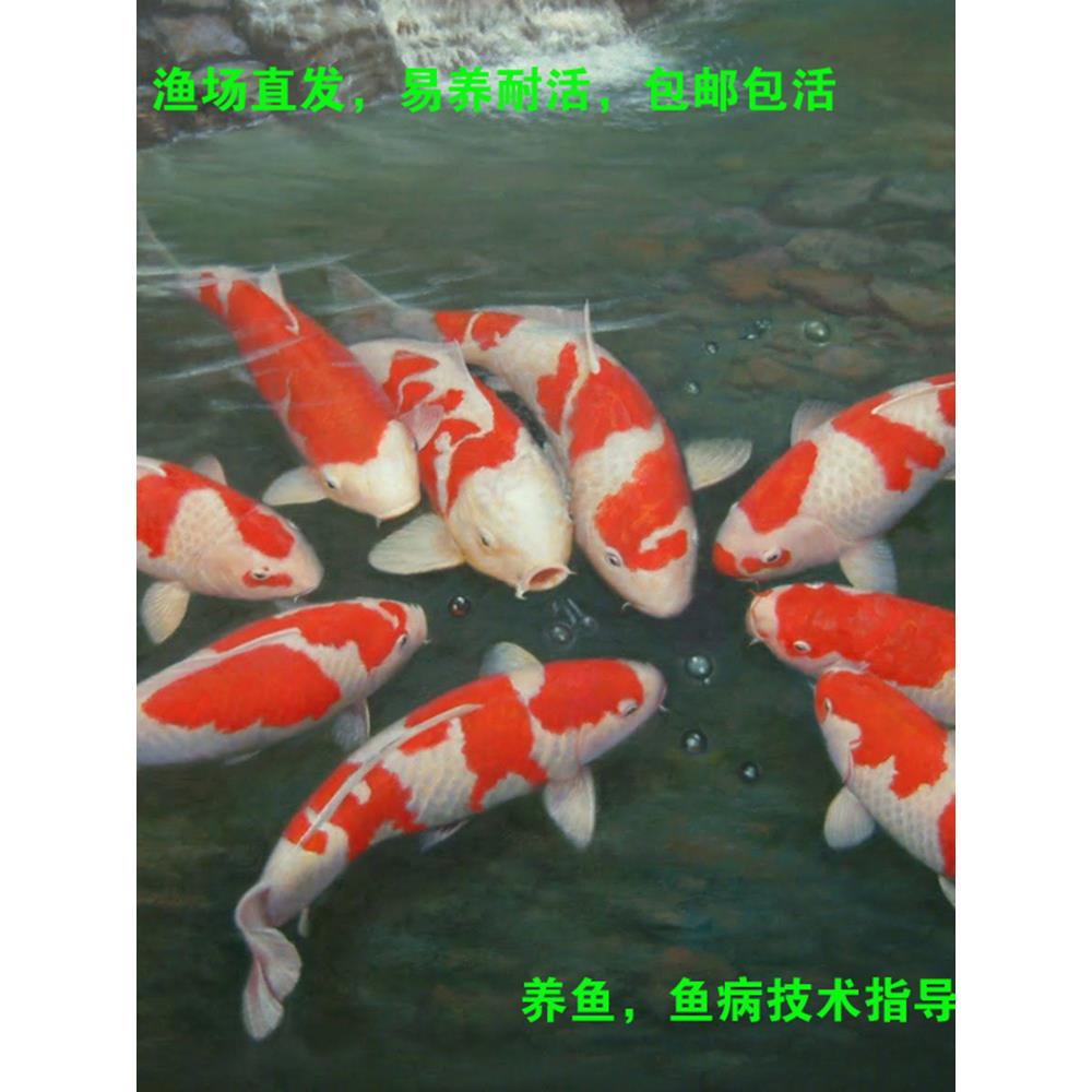 锦鲤活鱼大型好养耐活高档观赏鱼淡水鱼冷水鱼招财鱼小型纯种鱼苗