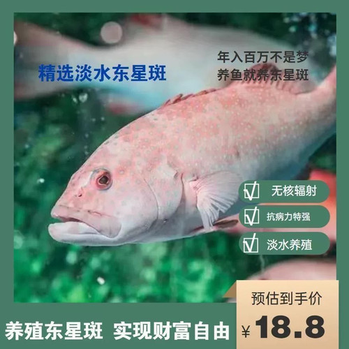 优质淡水鱼苗石斑鱼东星斑鱼苗东星斑耐寒养殖小鱼苗活体