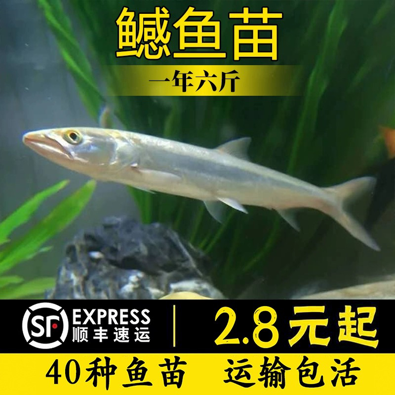 观赏鱼鳡鱼活体原生鱼冷水鱼鱤鱼苗稀有鱼肉食凶猛鱼水老虎淡水鱼