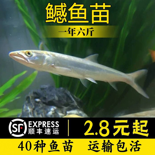 观赏鱼鳡鱼活体原生鱼冷水鱼鱤鱼苗稀有鱼肉食凶猛鱼水老虎淡水鱼