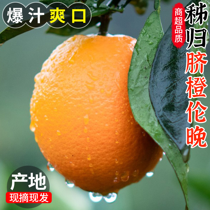 湖北秭归伦晚春橙当季新鲜时令水果甜橙赣爱南媛10冰糖果冻脐橙子