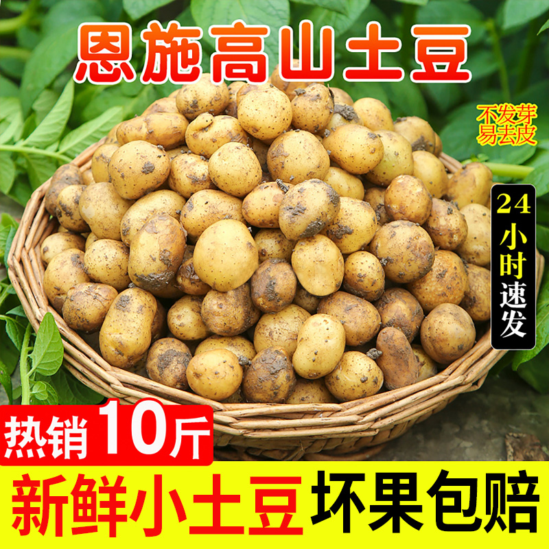 恩施新鲜小土豆10斤包邮蔬菜富硒黄心士豆迷你高山洋芋珍珠马铃薯