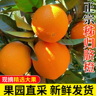 秭归高山脐橙新鲜时令水果包邮湖北宜昌纽荷尔榨汁当季整箱橙子