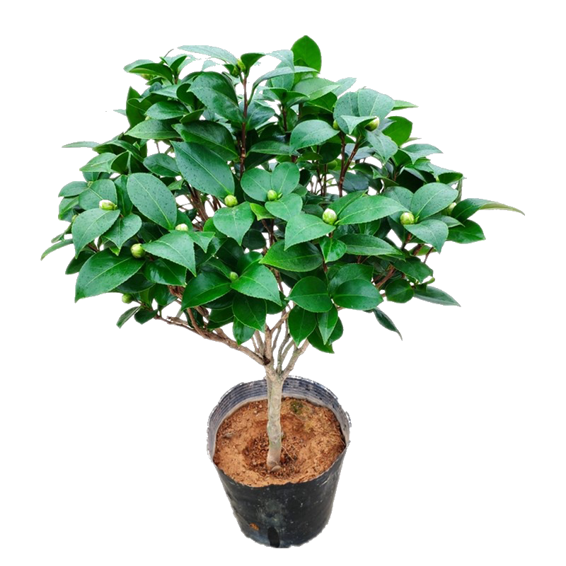 十八学士茶花盆栽四季阳台