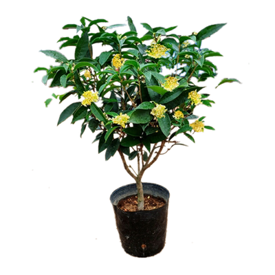 桂花树苗盆栽植物四季室外