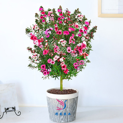 盆栽绿植花期超长好养松红梅