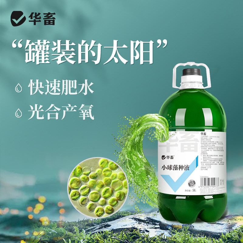 华畜复合小球藻种 浓缩藻种复合藻低温肥水培藻 增氧水产养殖卵囊